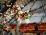 春暖待花开