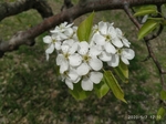花 白话 粉花 树 叶