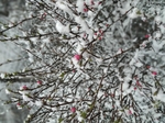 雪中花 雪 花 红花 植物 白