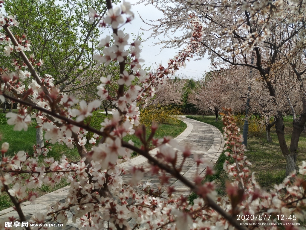 花 白话 粉花 树 路 叶