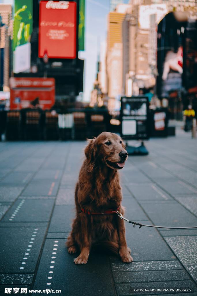 狗