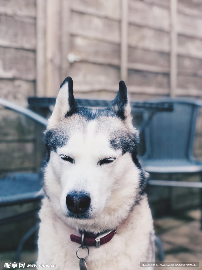 狗
