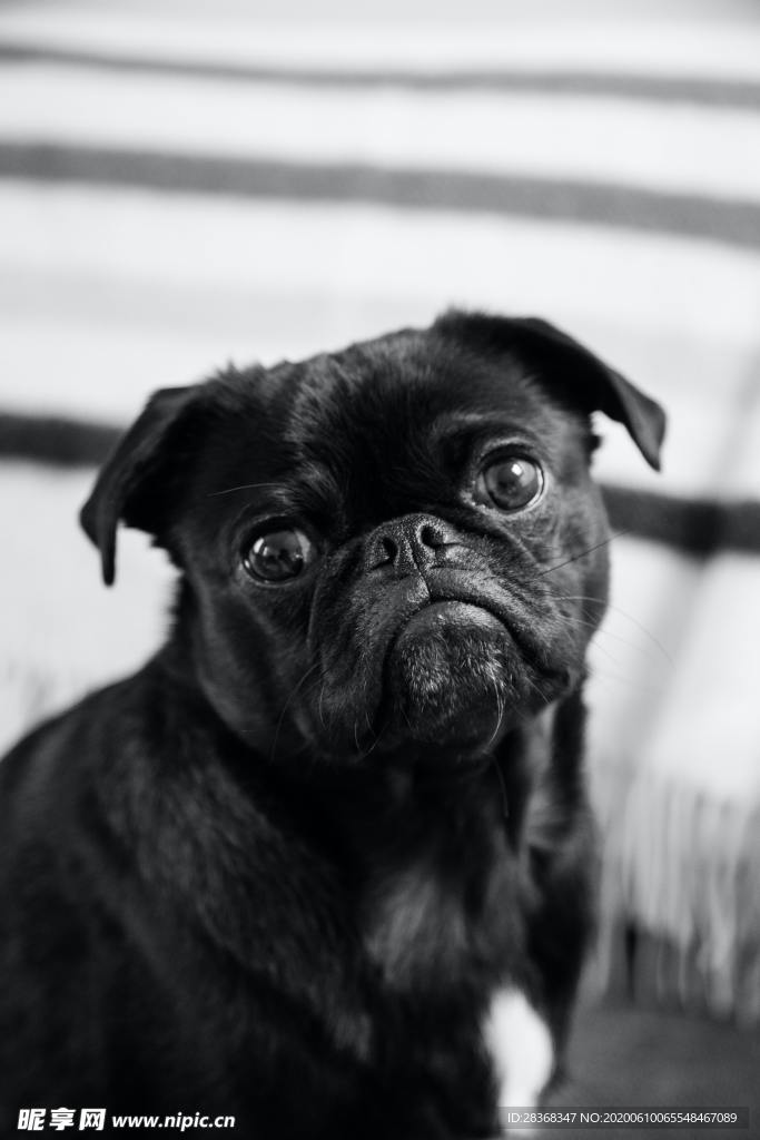 狗