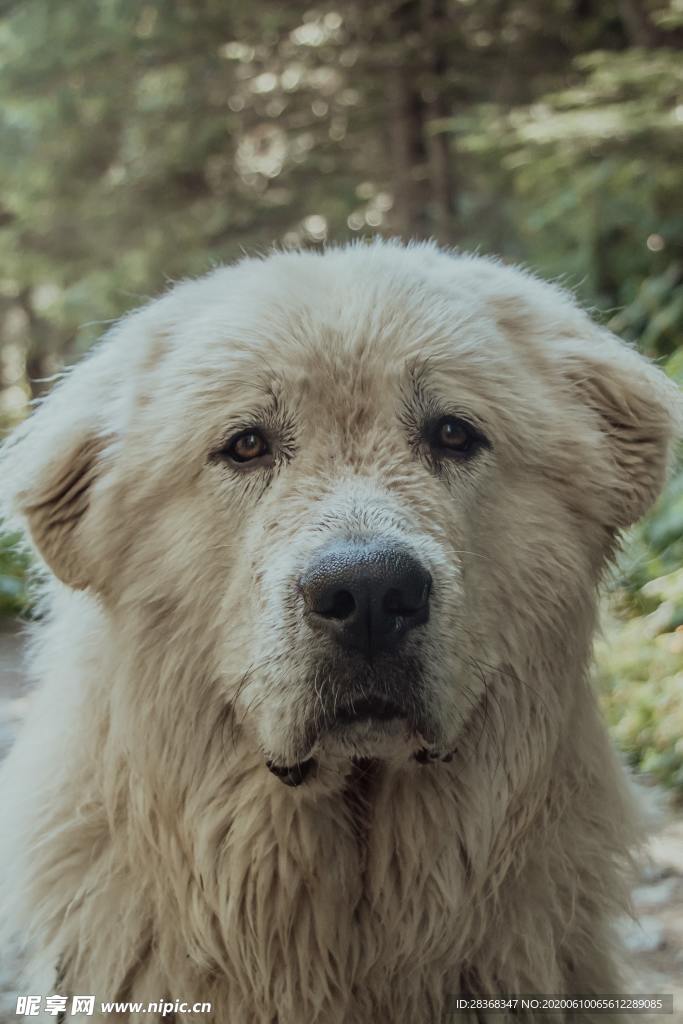 狗