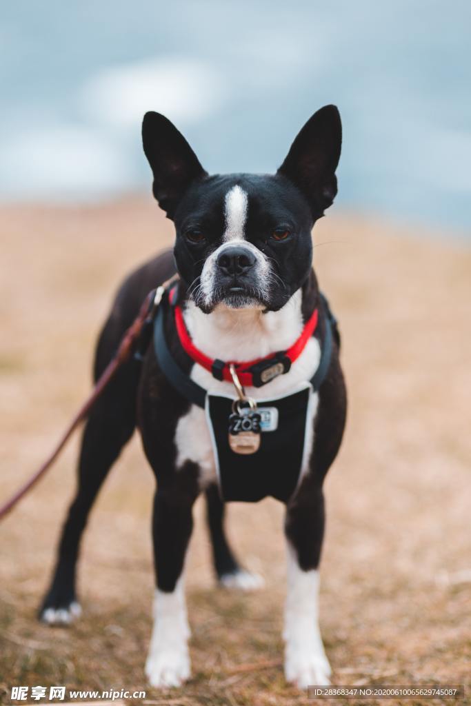 狗