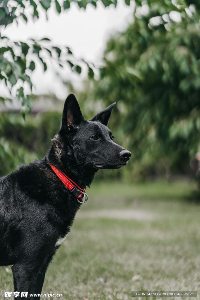 狗