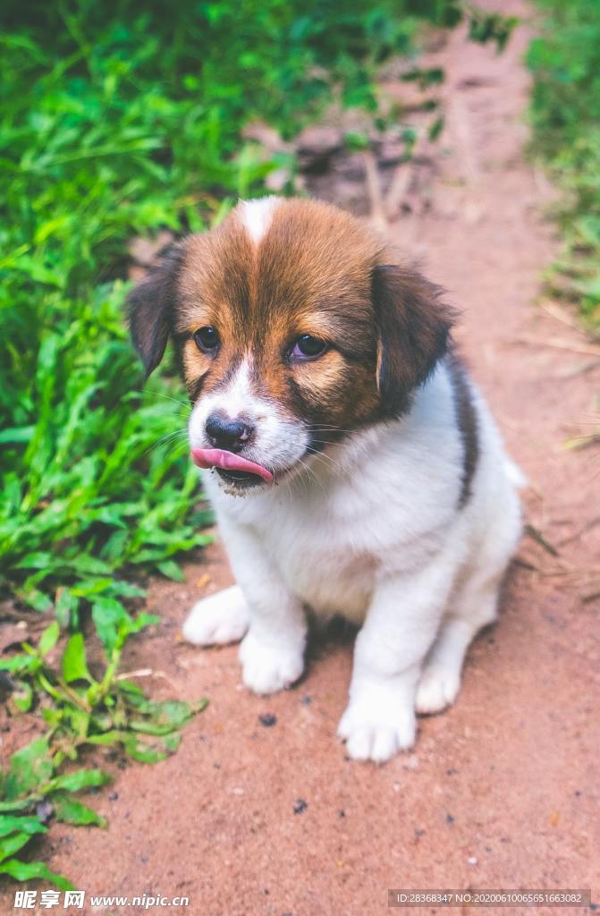 狗