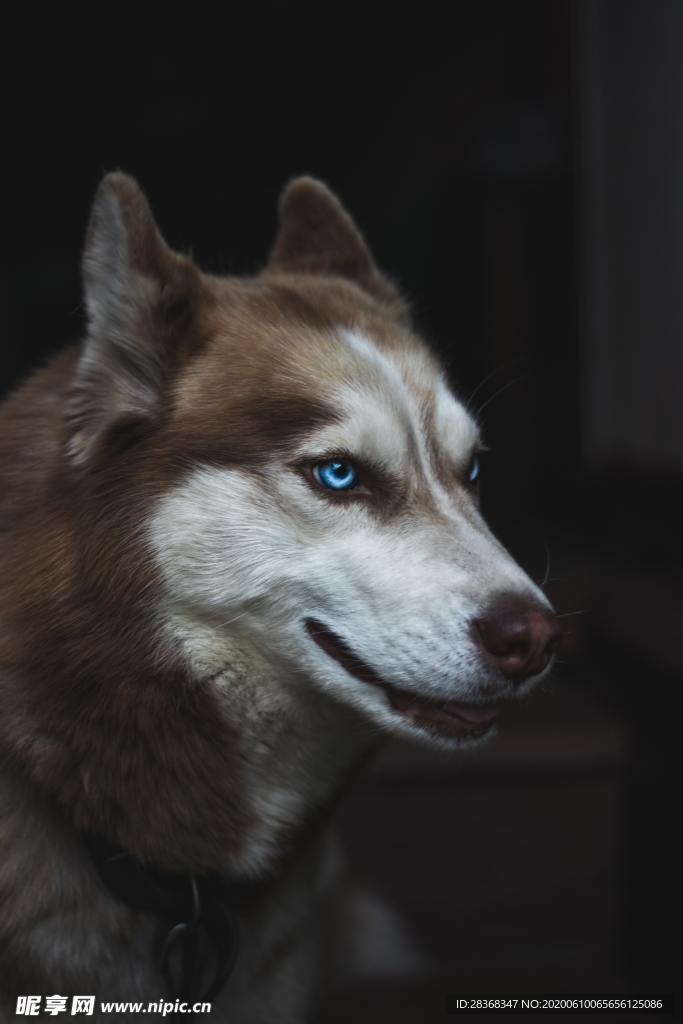 狗