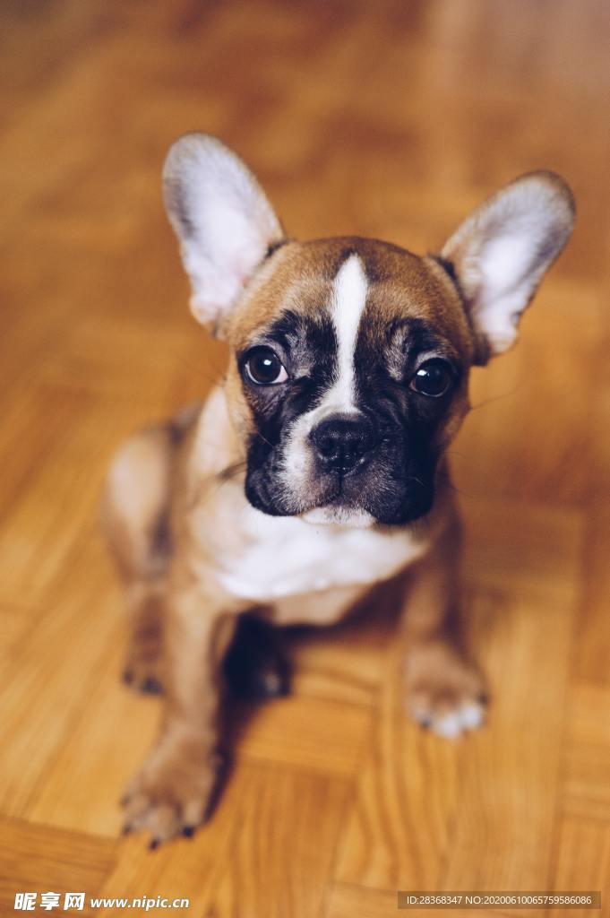 狗
