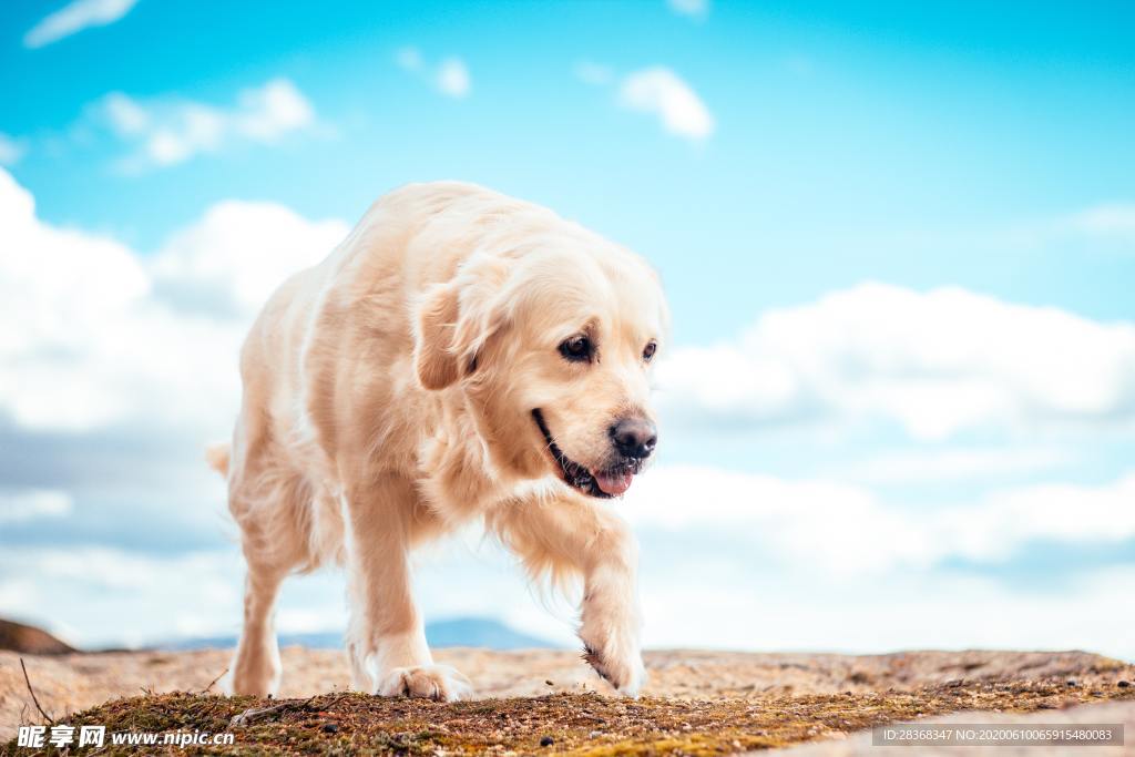 狗