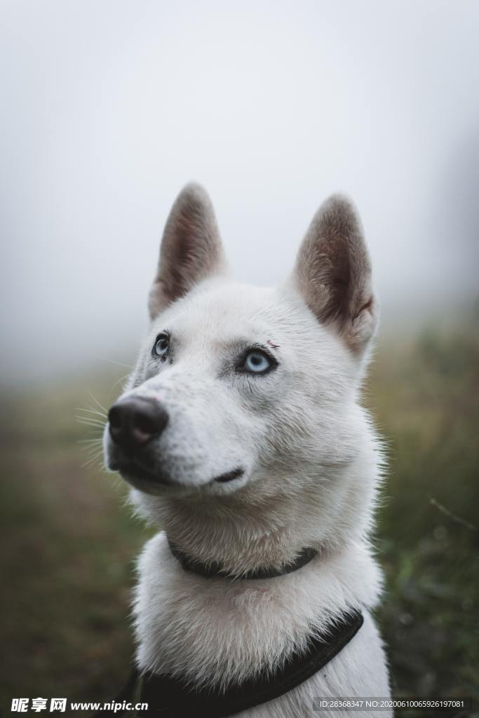 狗
