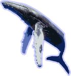 抹香鲸 鲸鱼 风景