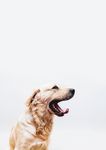 狗