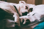 狗