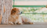 狗