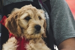 狗