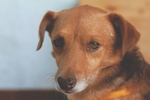 狗