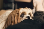 狗