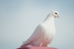 鸽子
