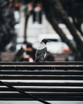 小鸟