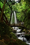 绿野