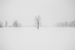 雪中木