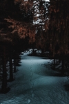 林间雪路