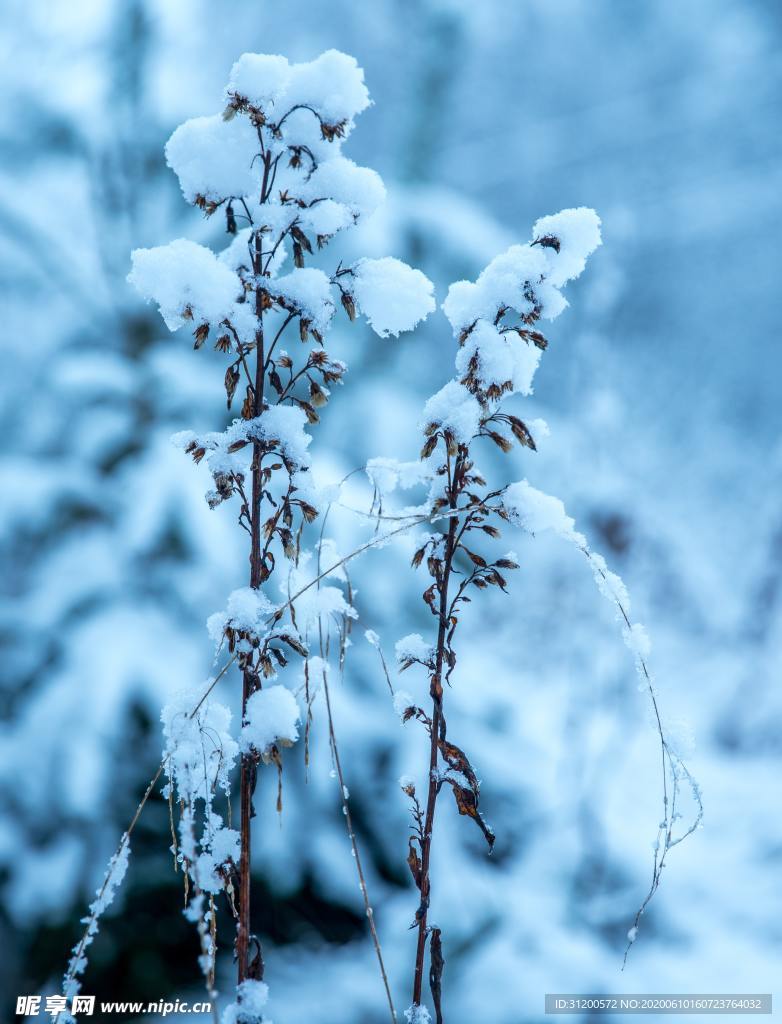 雪