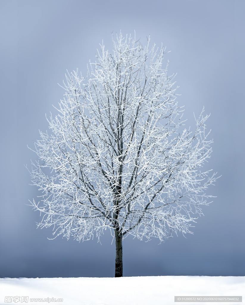 雪木
