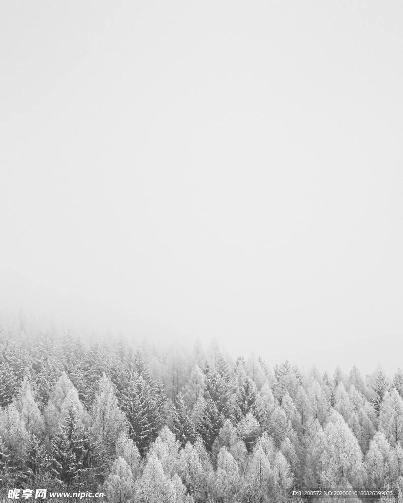 雪松雪