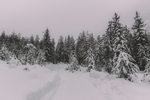 雪路松林