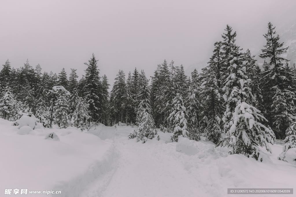 雪路松林