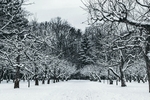 雪地树林