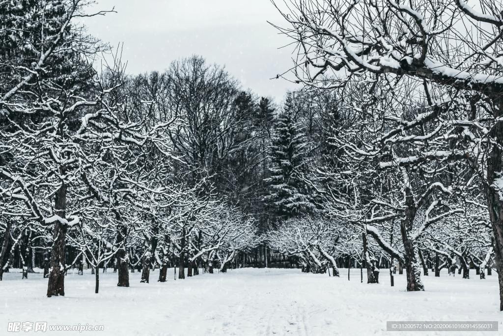 雪地树林