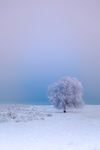 雪树