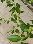 枣树 枣花