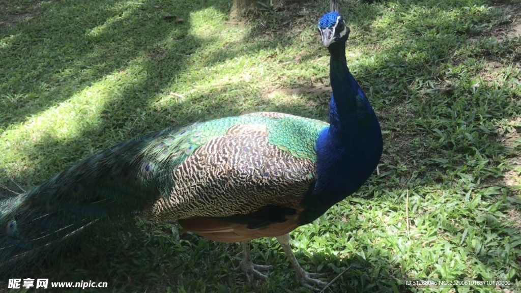 孔雀 花孔雀