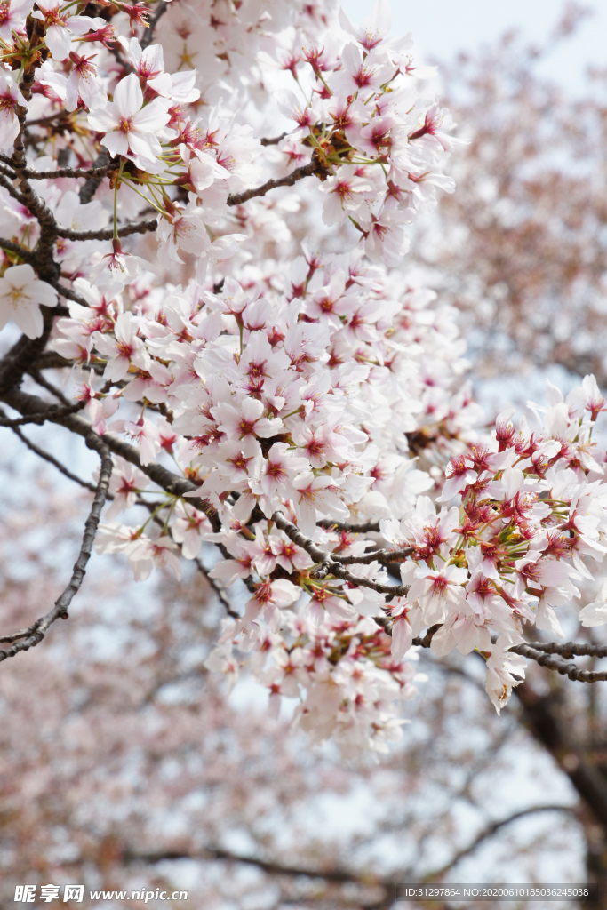 樱花