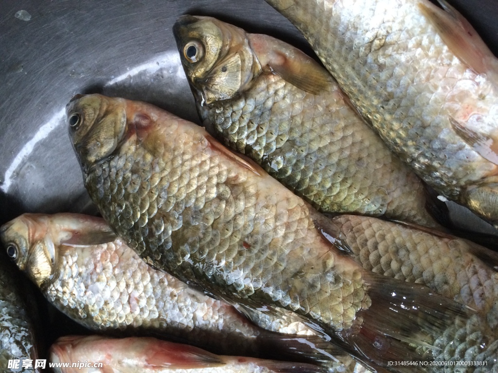 野生鲫鱼