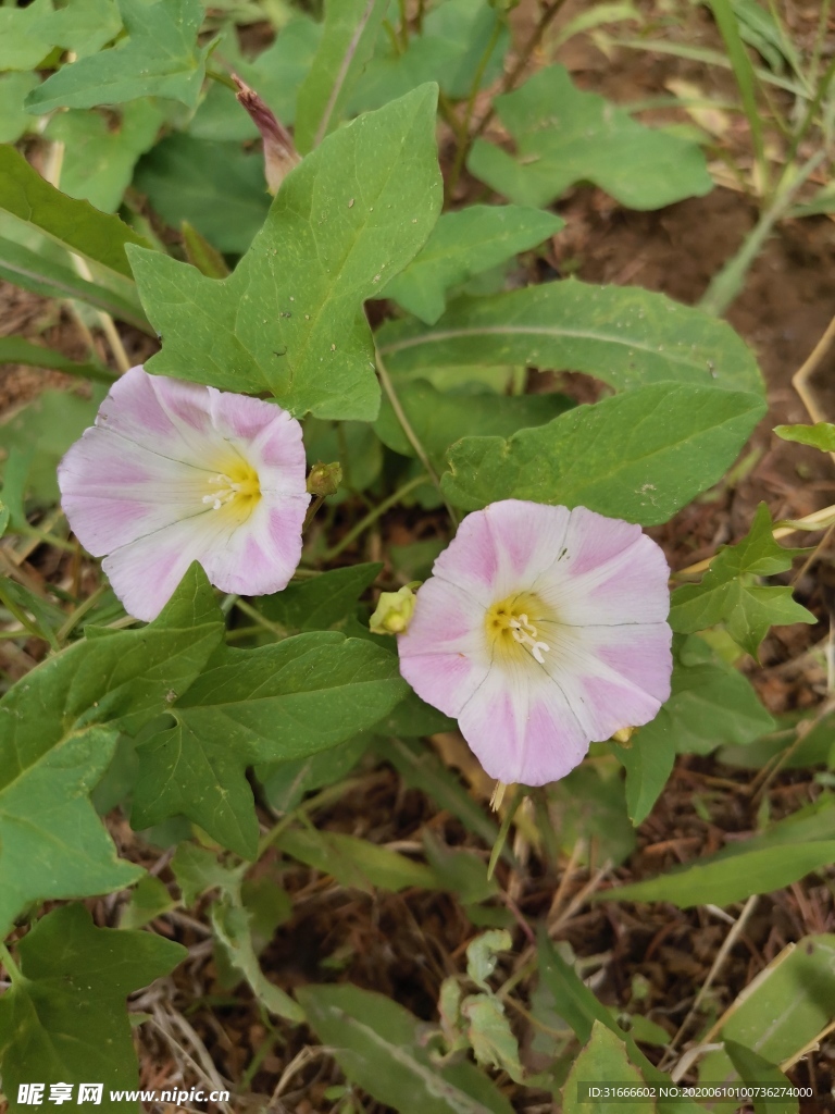 小小牵牛花