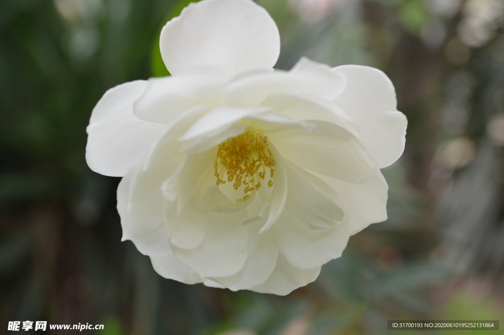 白花  一朵花