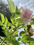 玫瑰花