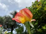 玫瑰花