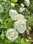 玫瑰花