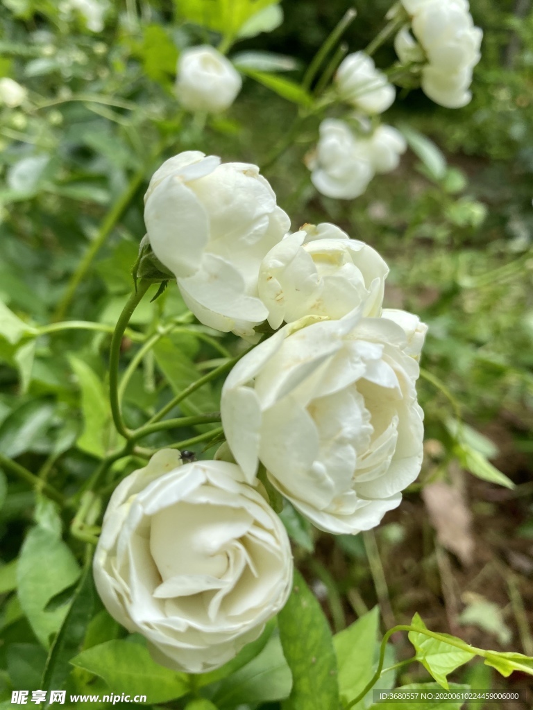 玫瑰花