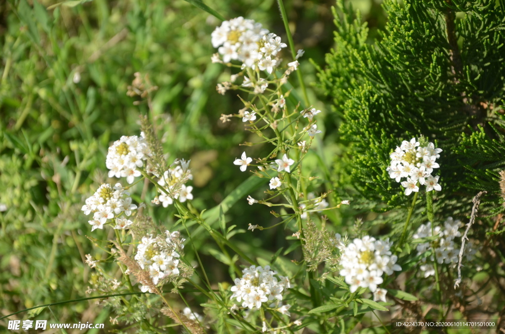 泽珍珠菜