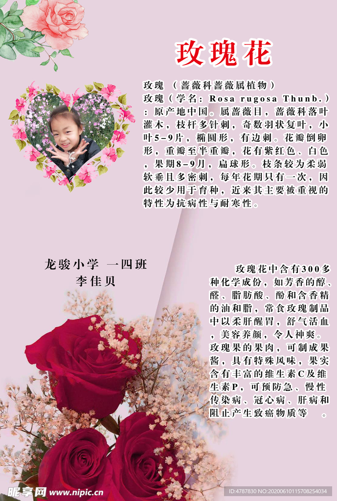 玫瑰