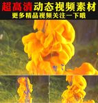 创意金色水墨烟雾背景视频素材