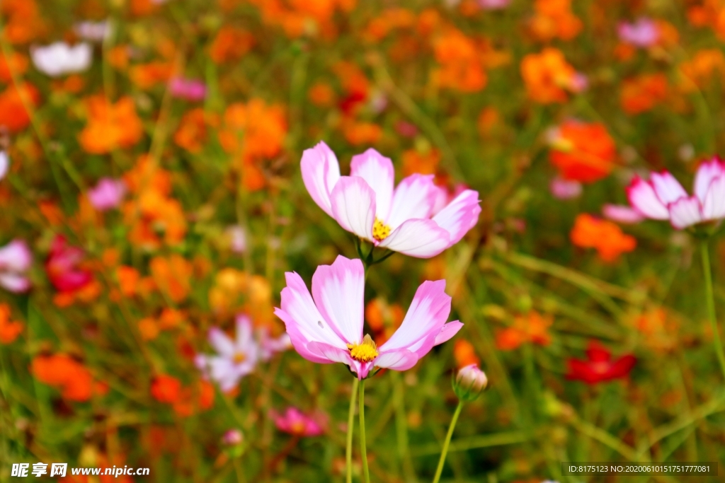 格桑花