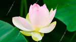 莲花